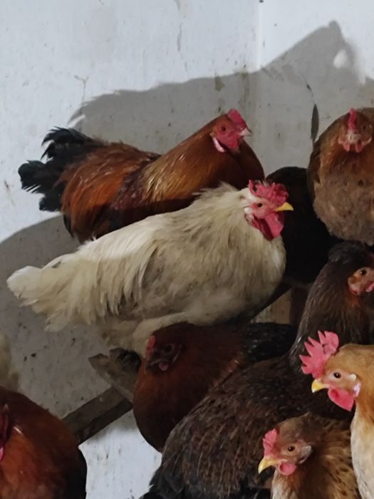 Домашние  Молодые Петушки 8-9 месяцев месяцев