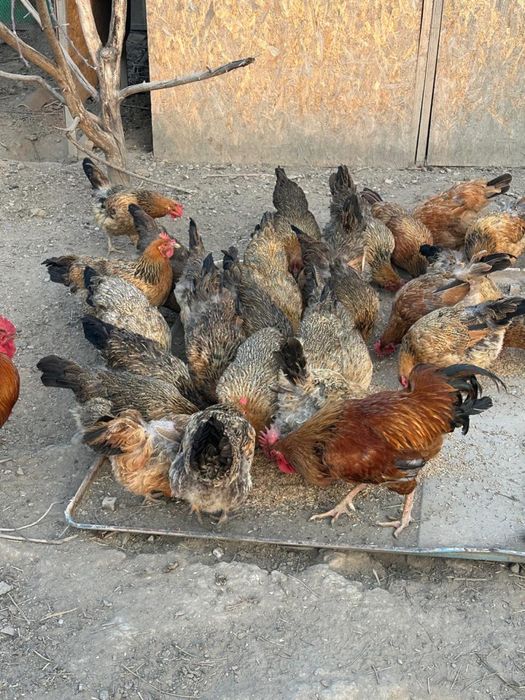 Продам хороших курей