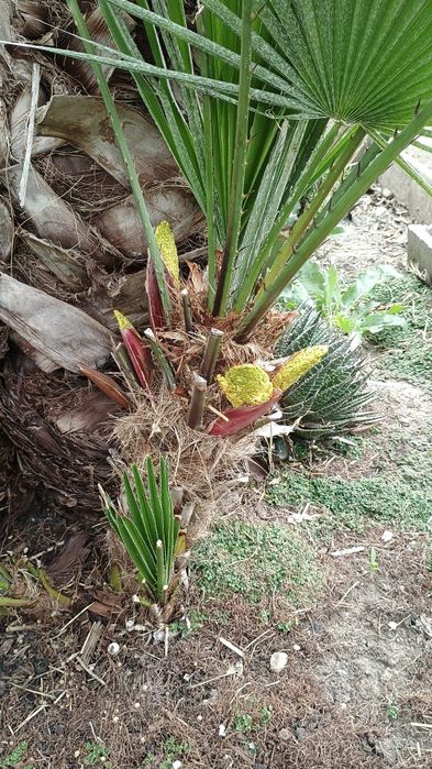 rasaduri / pui palmieri