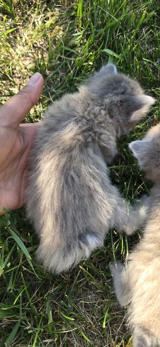 Отдам котят в добрые руки