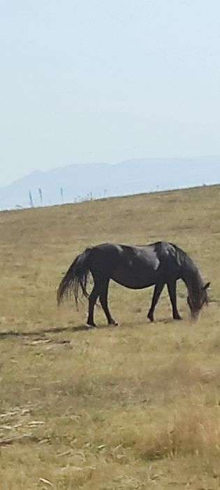 Құлынды биелер үйірімен сатылады
