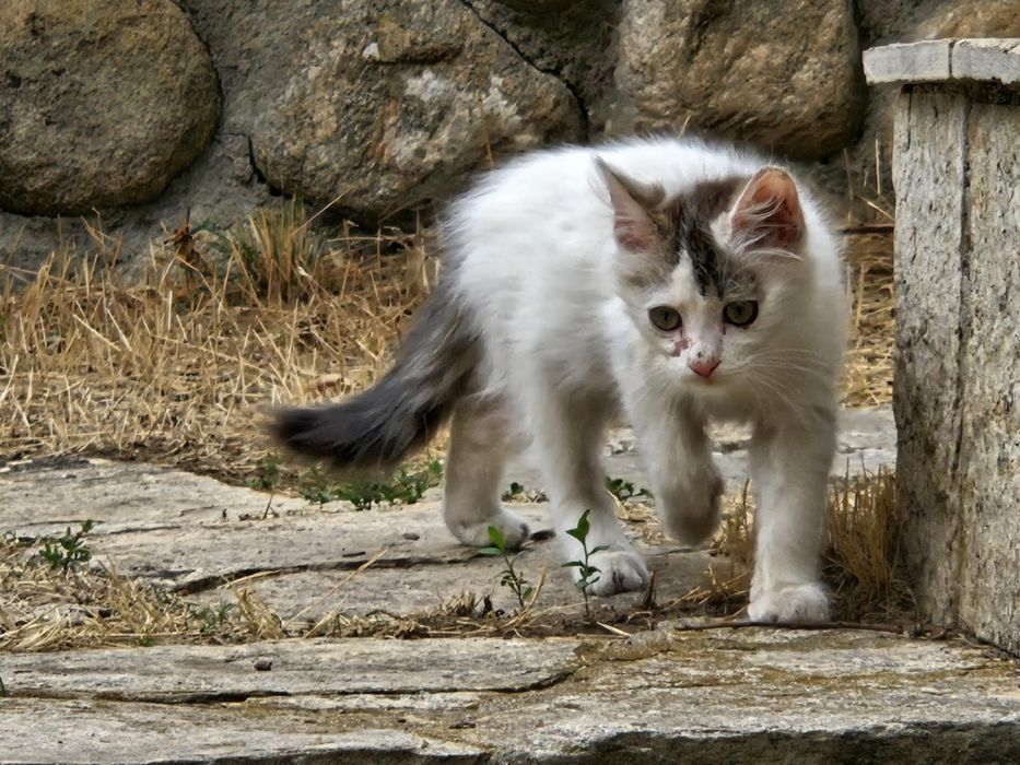 Сладко женско коте Роузи търси дом