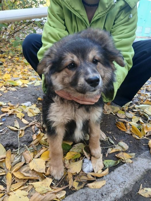 2 месячная девочка ищет дом.
