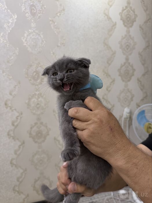 Продается британский скоттиш фолд вислоухий