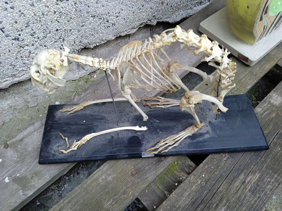 Препариран скелет на заек учебно помагало истински