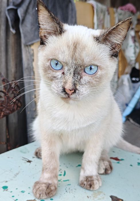 Отдам котят в хорошие руки