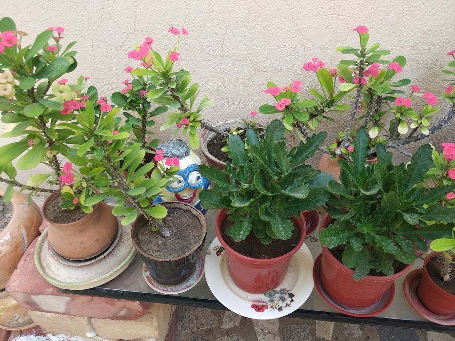 Домашние цветы- весна нашего дома