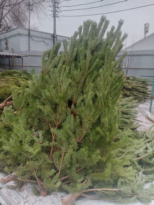 Новогодние ёлочки