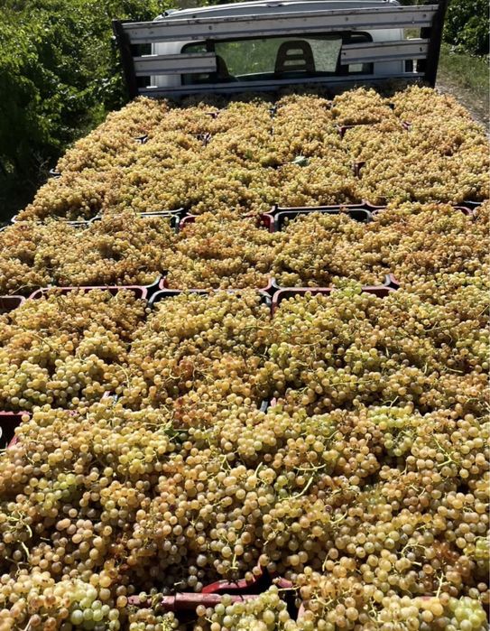 Struguri de vin producator