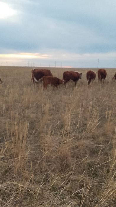 Продам  Каров с телятами .