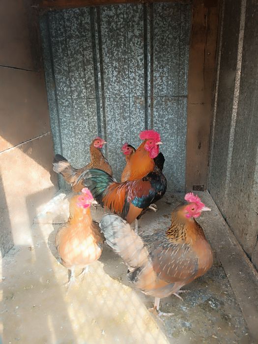 Продам карликовых кур