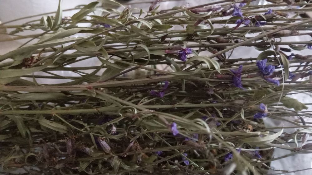 Иссоп лекарственный от кашля