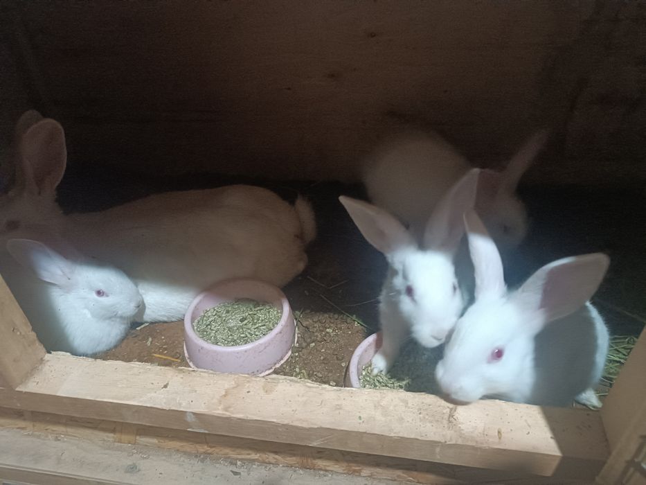 Hikol zotli quyonlar bollari sotiladi.