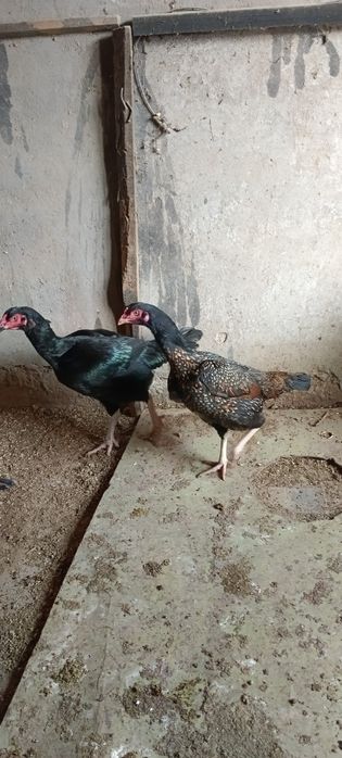 Продам  курочку .