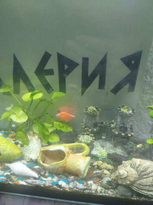 Рыбки аквариумные
