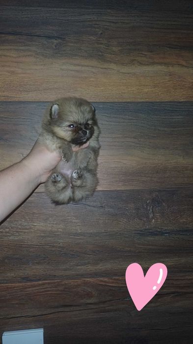Померанский Шпиц
