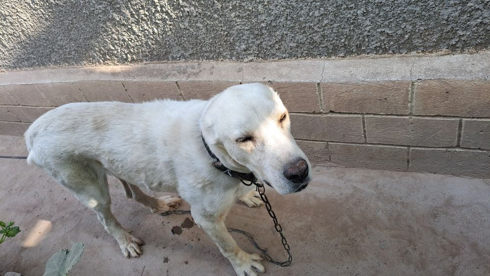 Алабай кучик 2 ёш