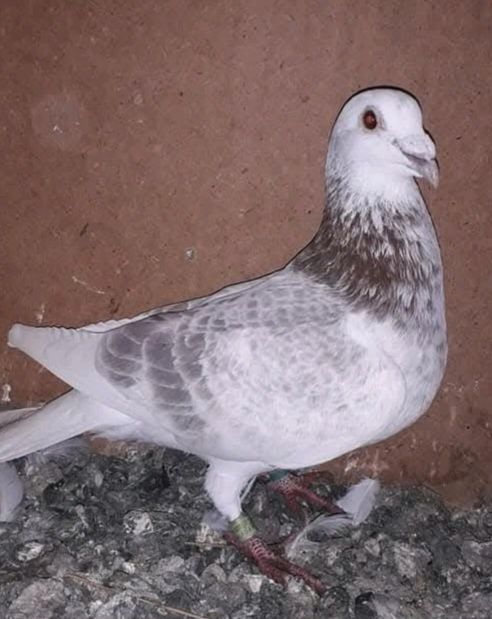 Porumbei Voiajori Bricoux