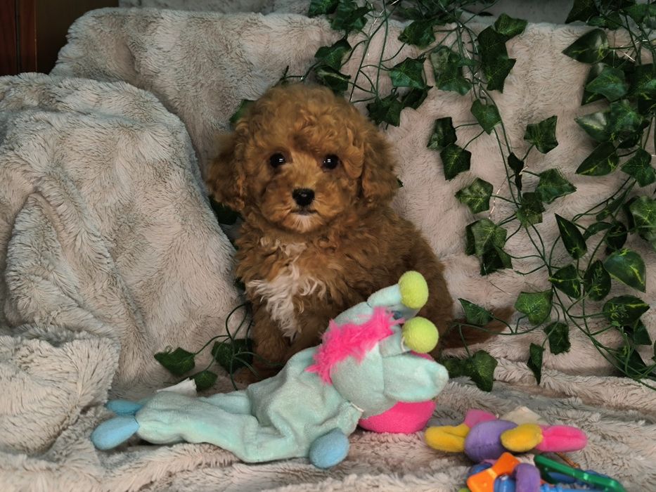 Vand fetita Pudel rosu toy / pitic