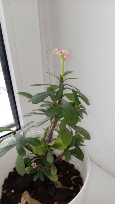 Комнатные растения