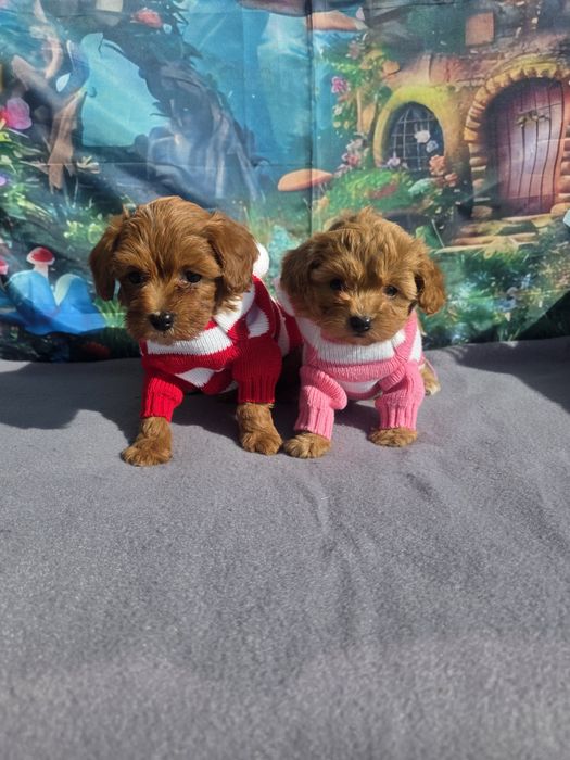 Малтипу момче и момиче