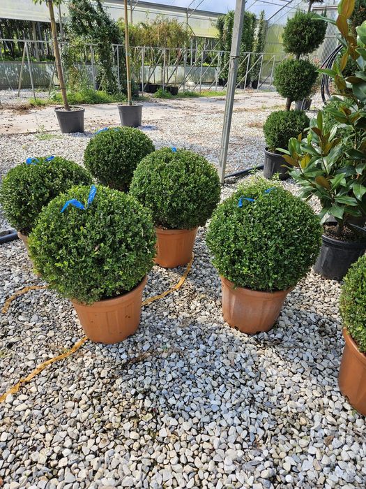 Buxus globular calitate extra toate dimensiunile