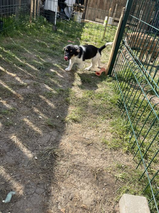 Adoptie pui de catel