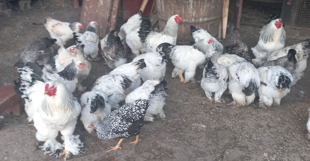 Vând ouă brahma herminat deschis.