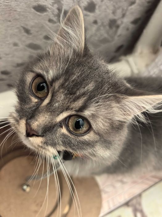 Продам кошечку к лодлодку приучена