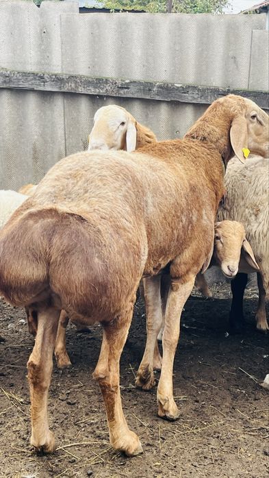 Продам кошкара порода Арашан