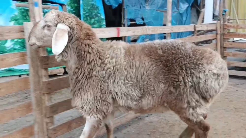 Кузи кочкор сотилади