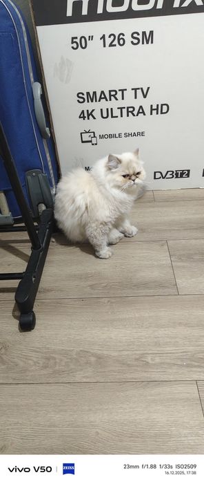 Чистокровные шотландские кошки.