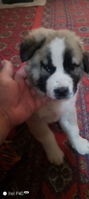 Bo'ribosar kuchuk sotiladi