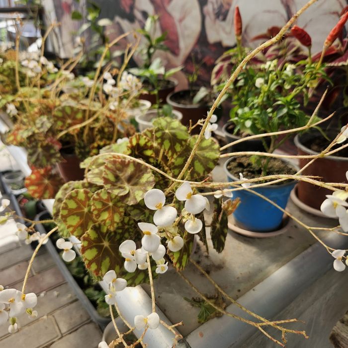 Цветы в горшках разные виды размеры разные ценыы