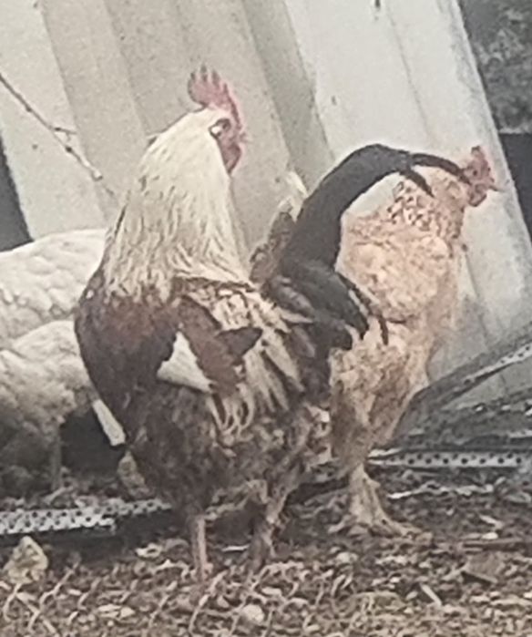 Здаровый домашный куры