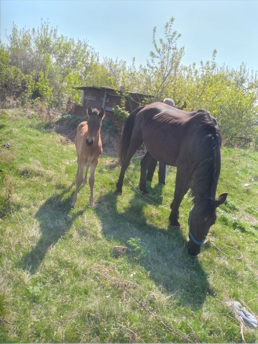 Продам кабылу с жеребкнком