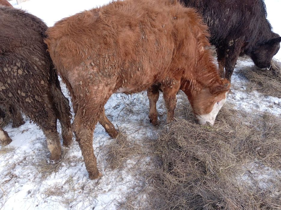 Продам бычка 420000