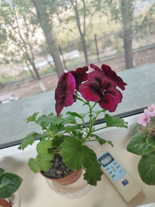 Пеларгония королевская