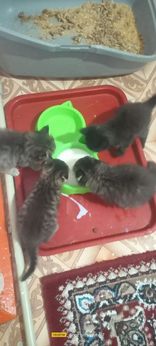 Продаются породистые котята.