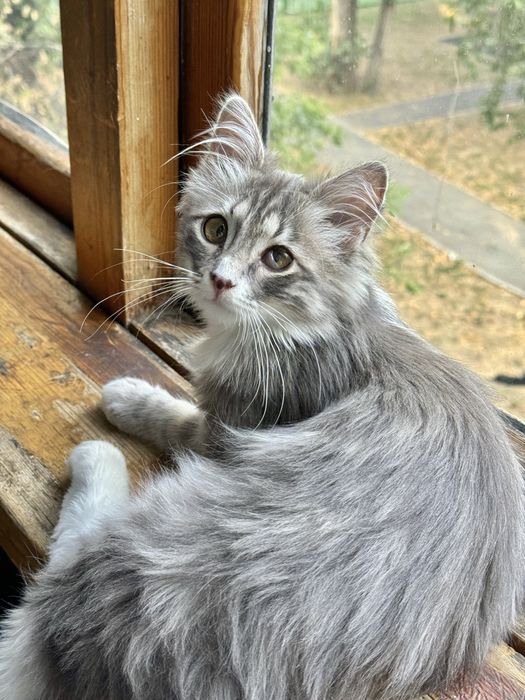 Отдадим котенка в добрые руки