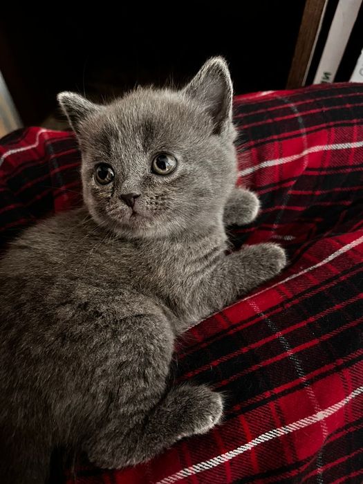 Продам британскую кошечку