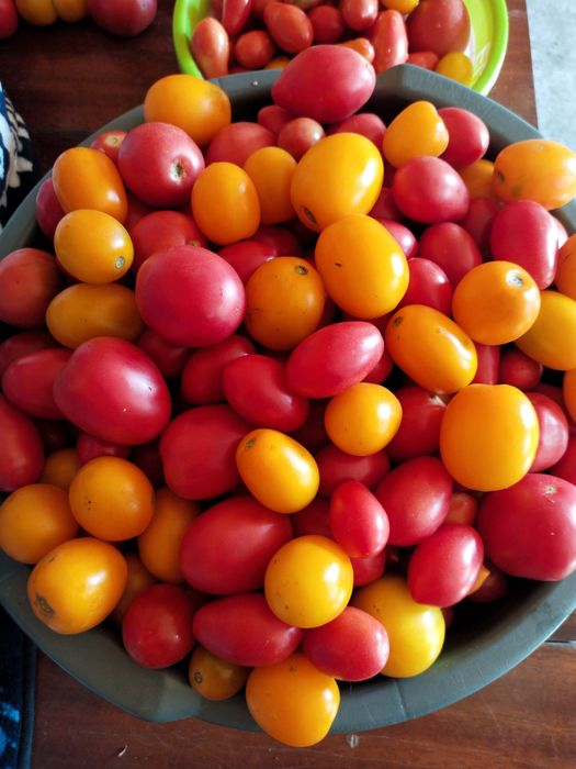 Продам помидоры на засолку.