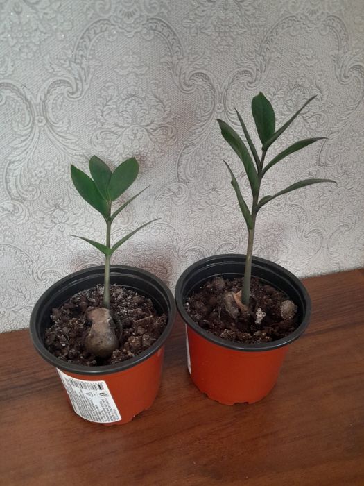 Долларовое дерево Замиокулькас