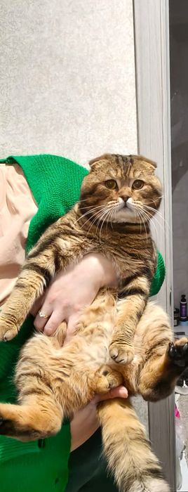 Симба ищет любящих хозяев!