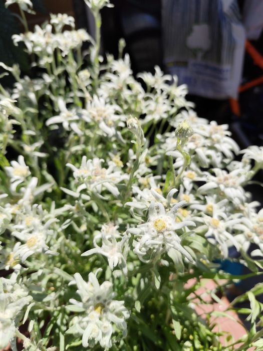 Отгледай своя Еделвайс! Кутийки със семена и инструкции.