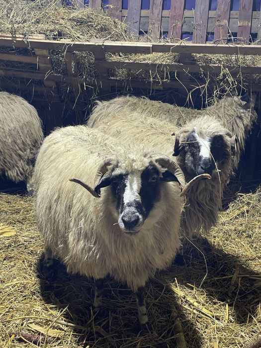 Vand o oaie mai batrana