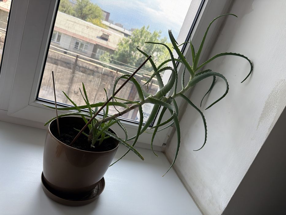 Отдам алое бесплатно