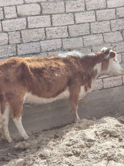 Буқа сатвладыыыы