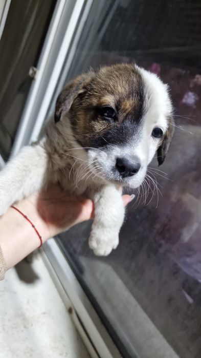 Отдам щенят бесплатно