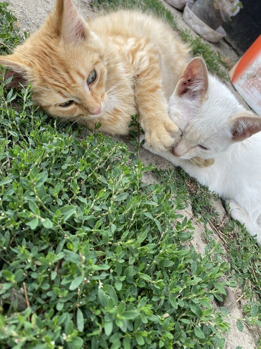 Отдам котят в хорошие руки.